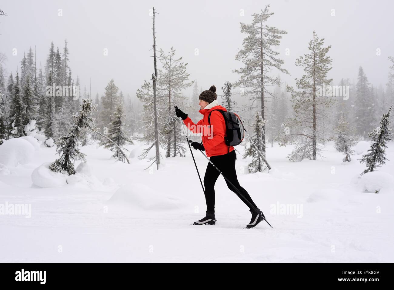 Junge Frau nordic walking im Schnee bedeckt Wald, Posio, Lappland, Finnland Stockfoto