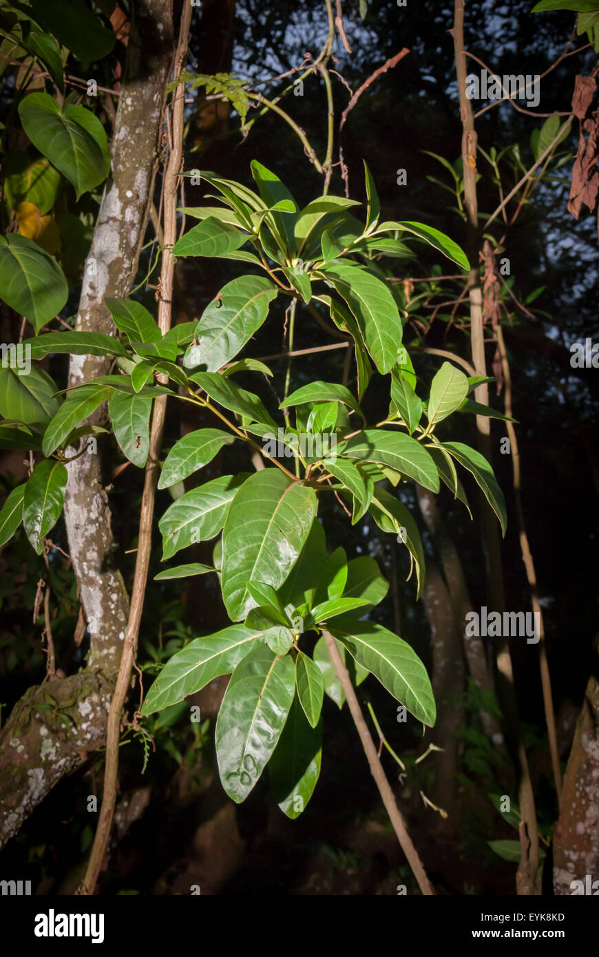 Blätter einer nicht identifizierten Chinin-Art (Cinchona) in Lembang, West Bandung, West Java, Indonesien. Chinin wird häufig zur Behandlung von Malaria verwendet. Stockfoto