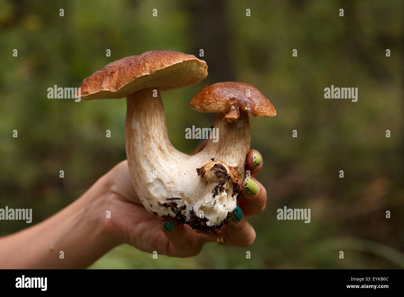 Siamesische bolete Stockfoto