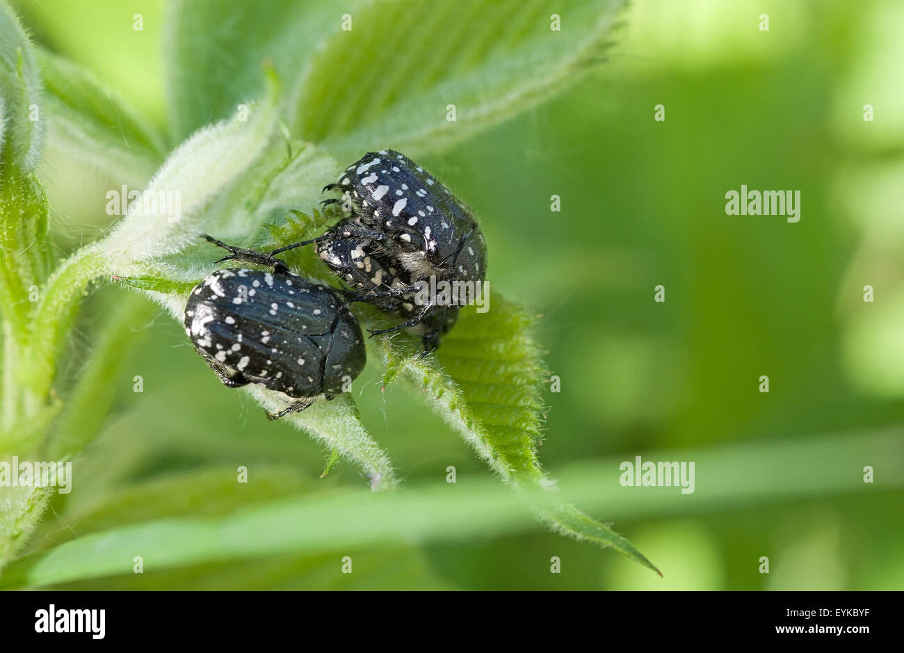 Gruppe von schwarzen Käfer Closeup auf grünen Blättern. Stockfoto