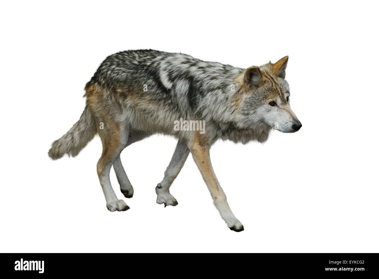 Grauer Wolf Portrait Isolated on White Background Stockfoto