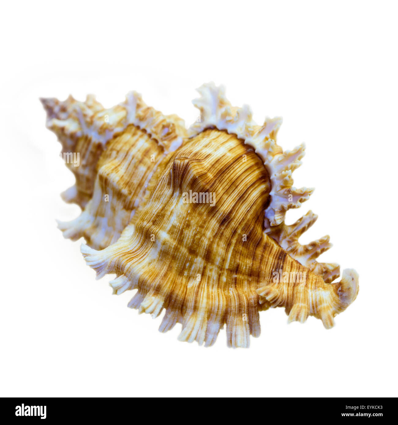 Schale von Murex Saulii oder Chicoreus Saulii ist eine Art der Meeresschnecke, eine marine Gastropode Molluske in der Familie Muricidae isoliert Stockfoto