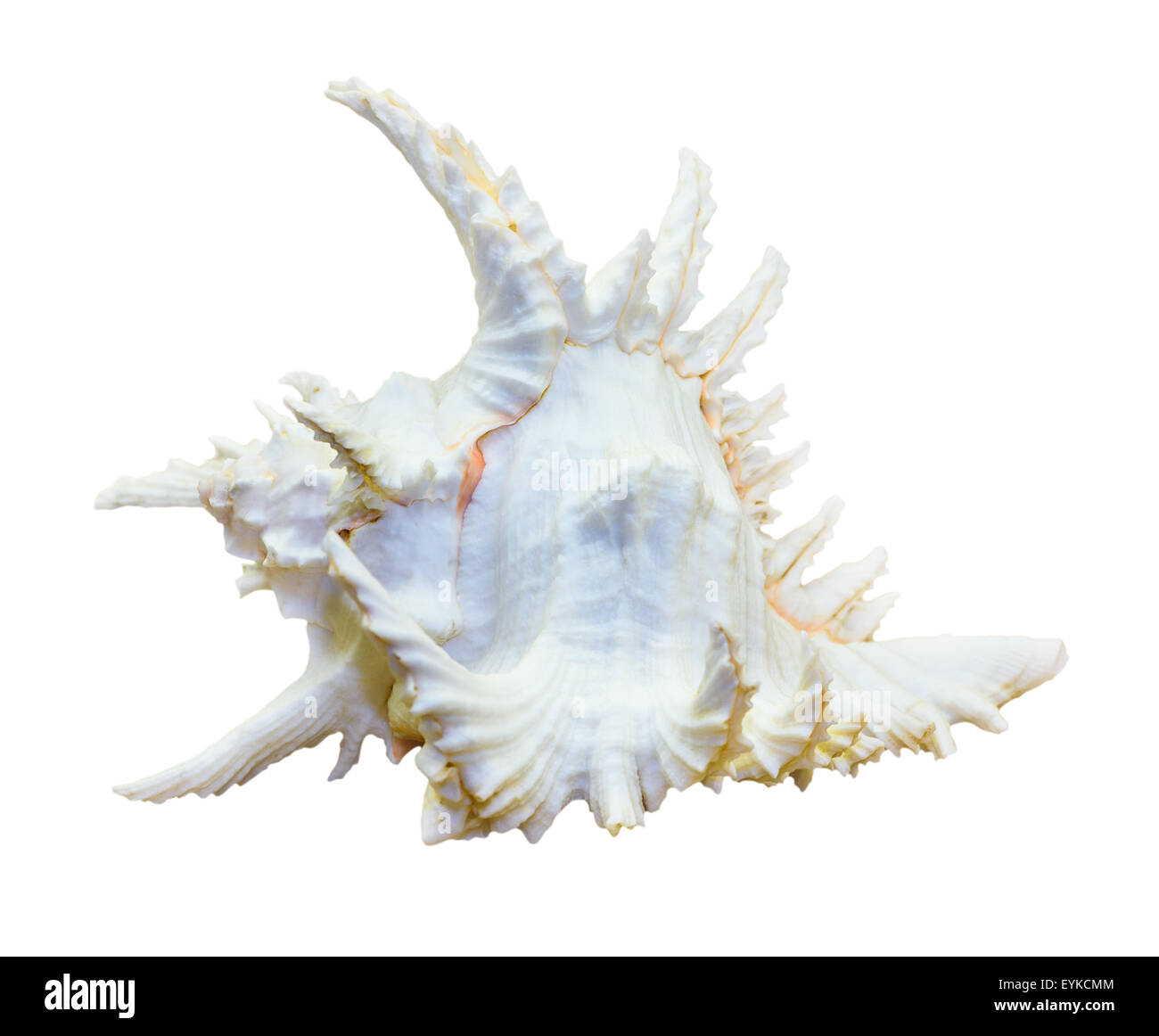 Schale von Chicoreus Ramosus, Ramose Murex oder verzweigte Murex, ist eine Art von räuberischen Meeresschnecke, marine Gastropode Molluske in der Stockfoto