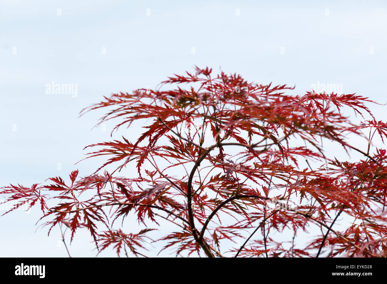 Weinrote Blätter des Baumes japanischer Ahorn, Acer Palmatum Dissectum Atropurpureum, frei gelassen Stockfoto