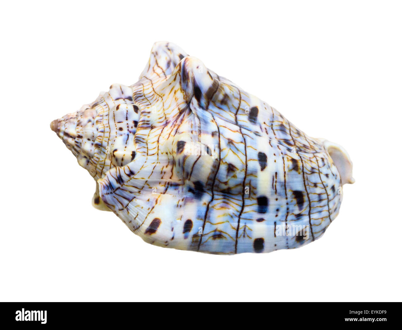 Shell von Voluta Musica oder Musik-Spirale ist eine Spezies der Meeresschnecke, marine Gastropode Molluske in der Familie Volutidae isoliert Stockfoto