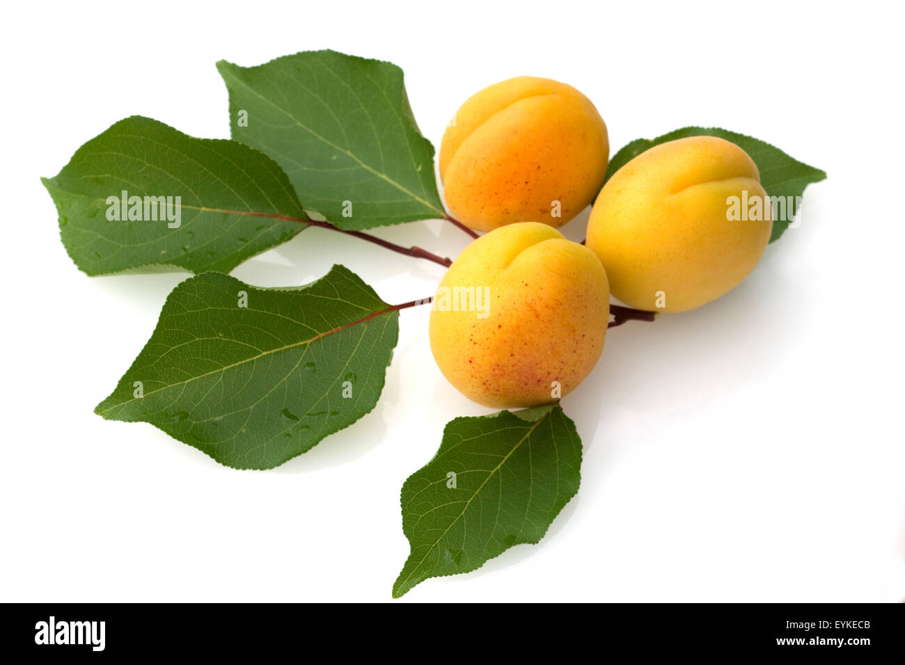 Aprikose, Prunus Armeniaca, Heilpflanzen, Fruechte, Obst, Stockfoto