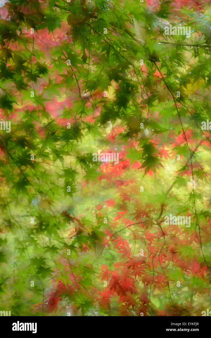 Japanischer Ahorn, Acer Palmatum, Hokkaido, Japan, Stockfoto
