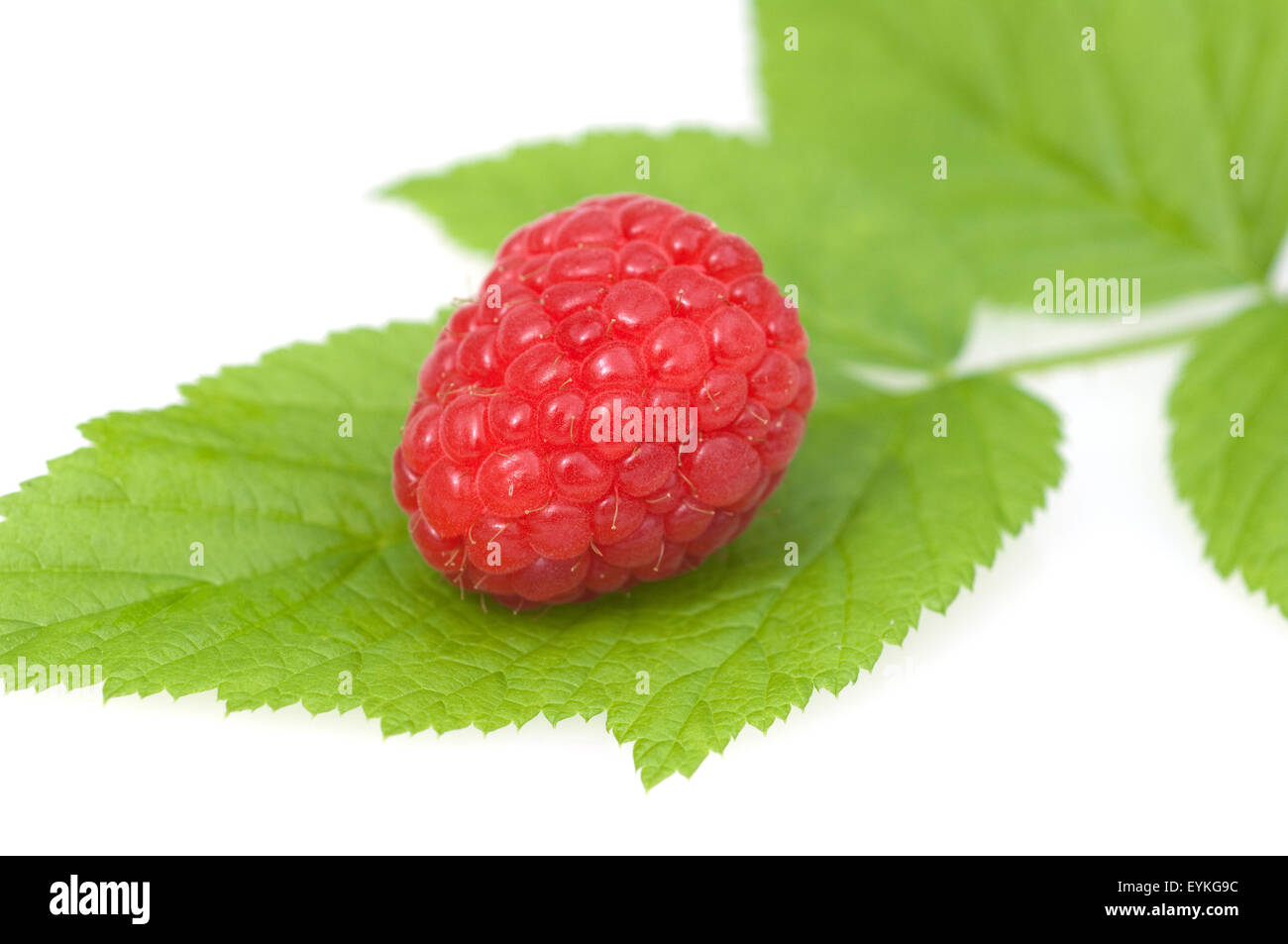 Himbeere; Rubus Idaeus; Waldbeere; Hohlbeere; Stockfoto