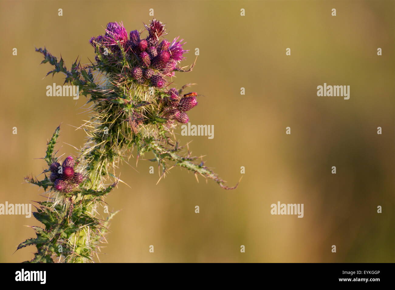 Distel: Die Blume von Schottland Stockfoto