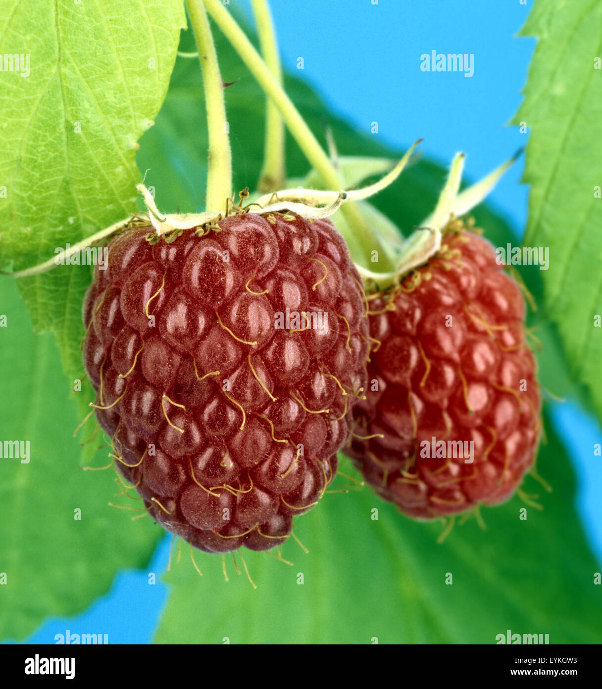 Himbeere, Rubus Idaeus, Waldbeere, Heilpflanzen, Fruechte, Obst, Stockfoto
