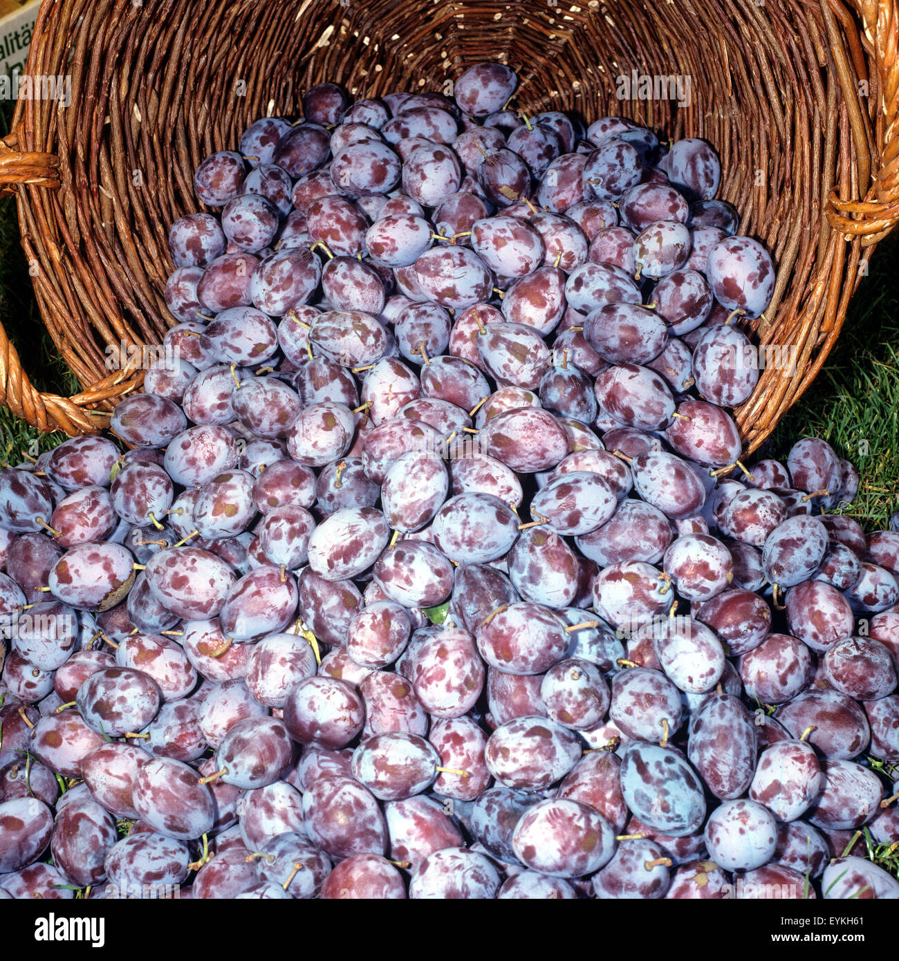 Pflaumen, Prunus, Domestica, Frucht, Stockfoto