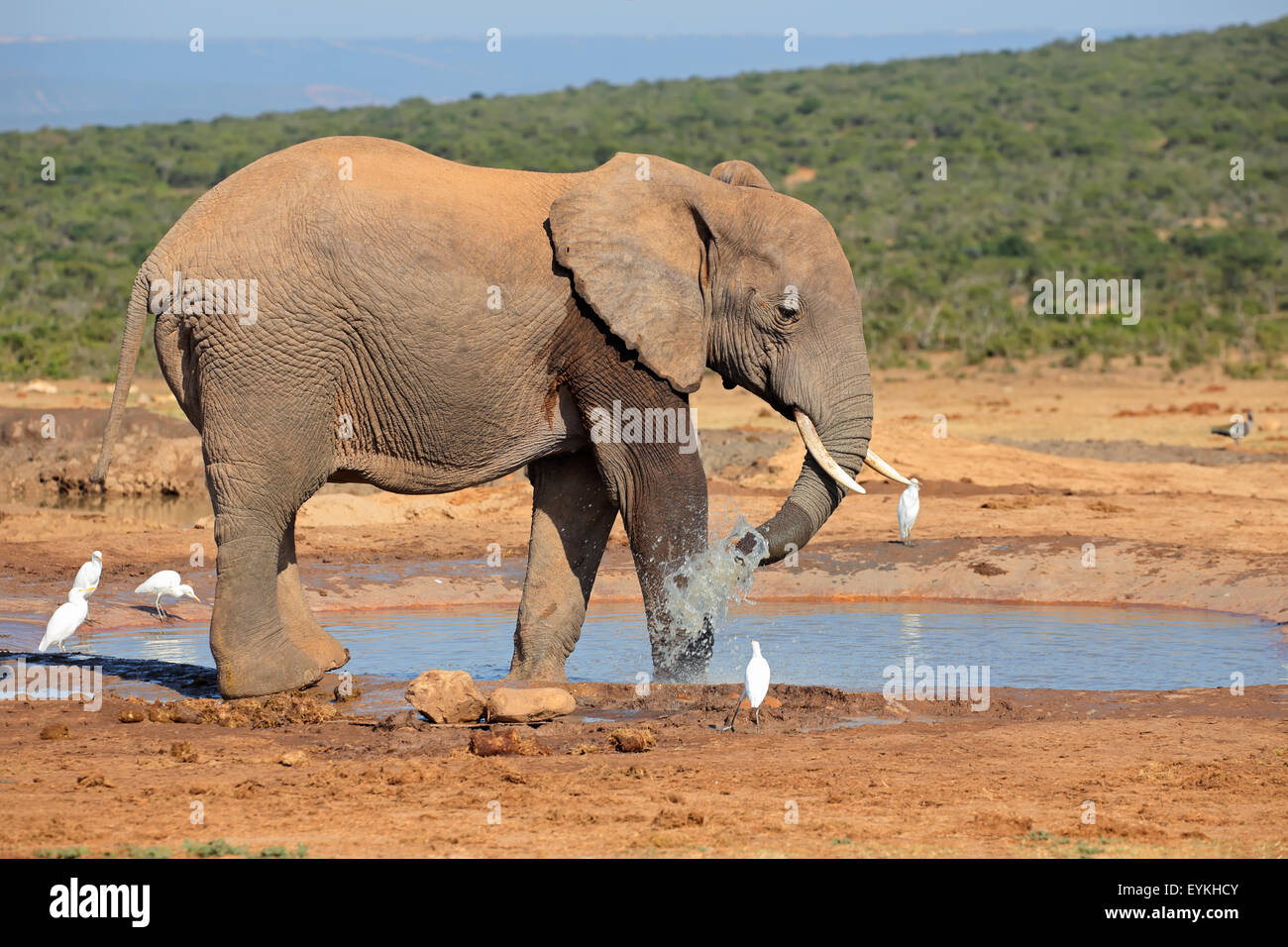 Ein afrikanischer Elefant (Loxodonta Africana) an einer Wasserstelle, Addo Elephant National Park, Südafrika Stockfoto