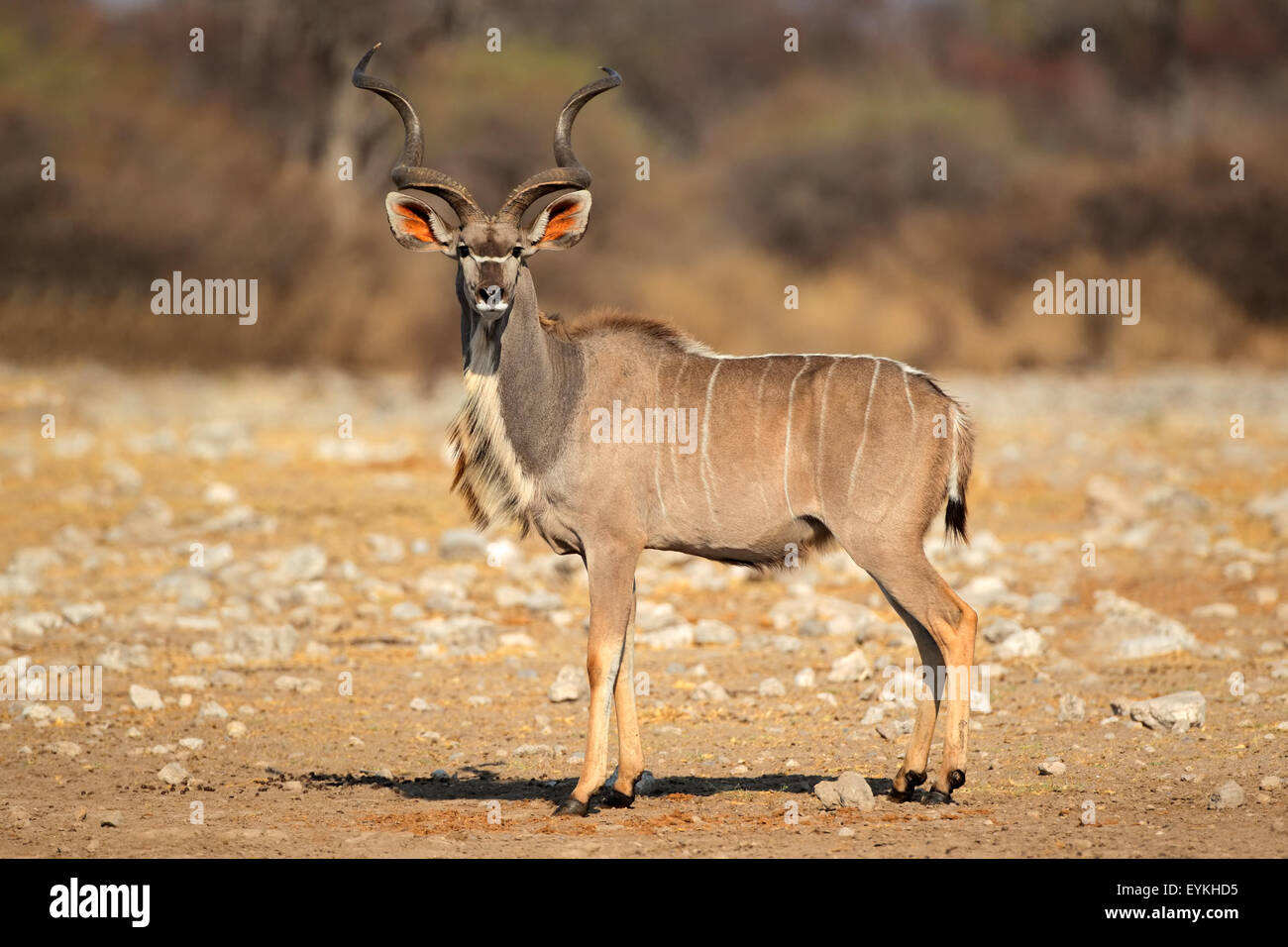 Männliche Kudu Antilope (Tragelaphus Strepsiceros) im natürlichen Lebensraum, Etosha Nationalpark, Namibia Stockfoto