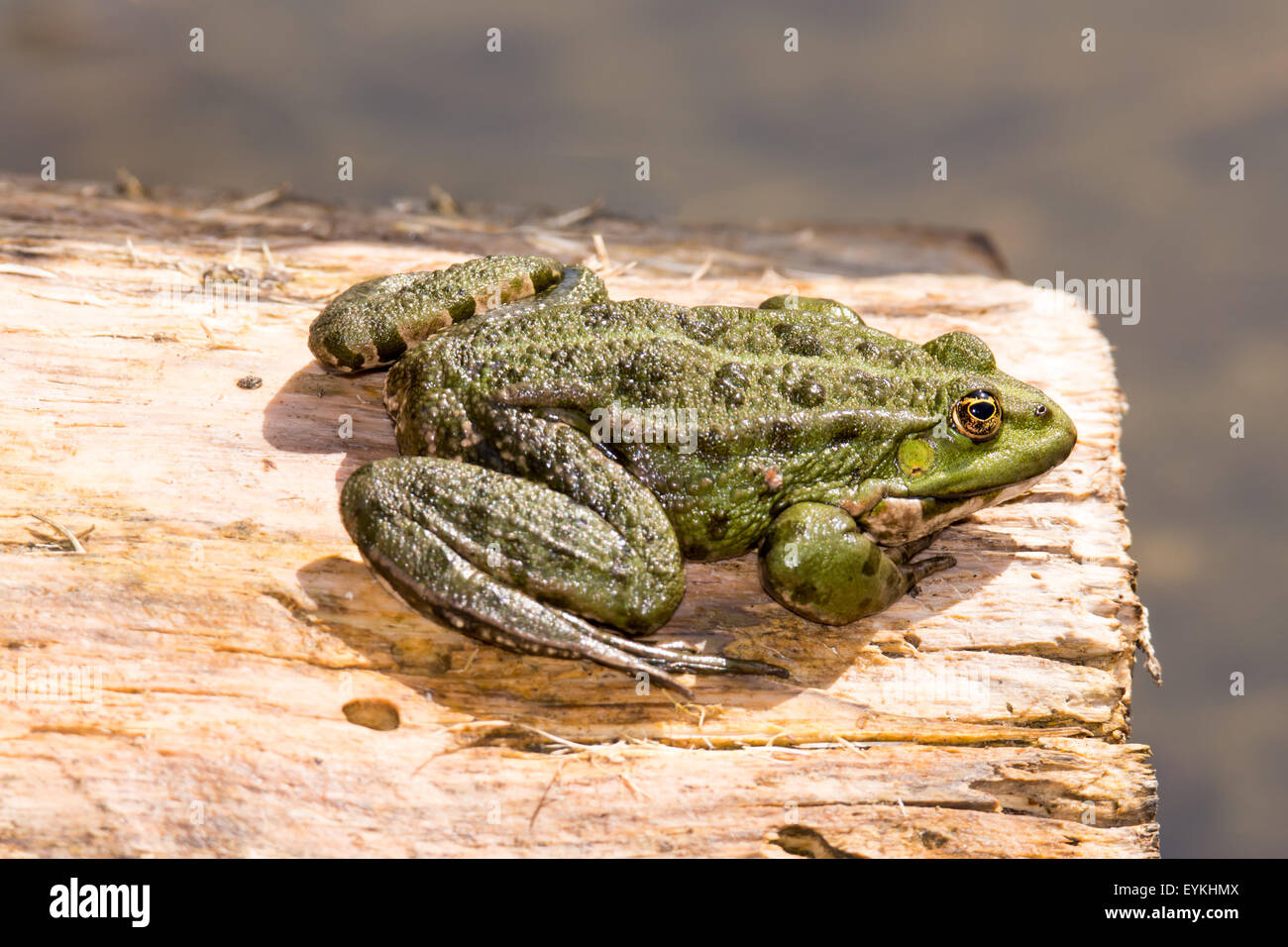 Grüner Frosch sitzt auf einem Stück Holz Stockfoto