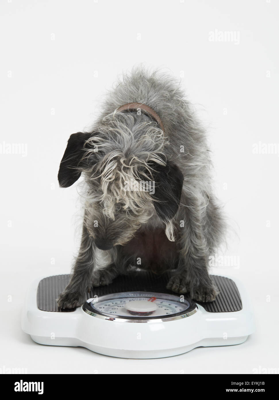 Studioaufnahme der Lurcher Hundesitting auf Personenwaage Stockfoto