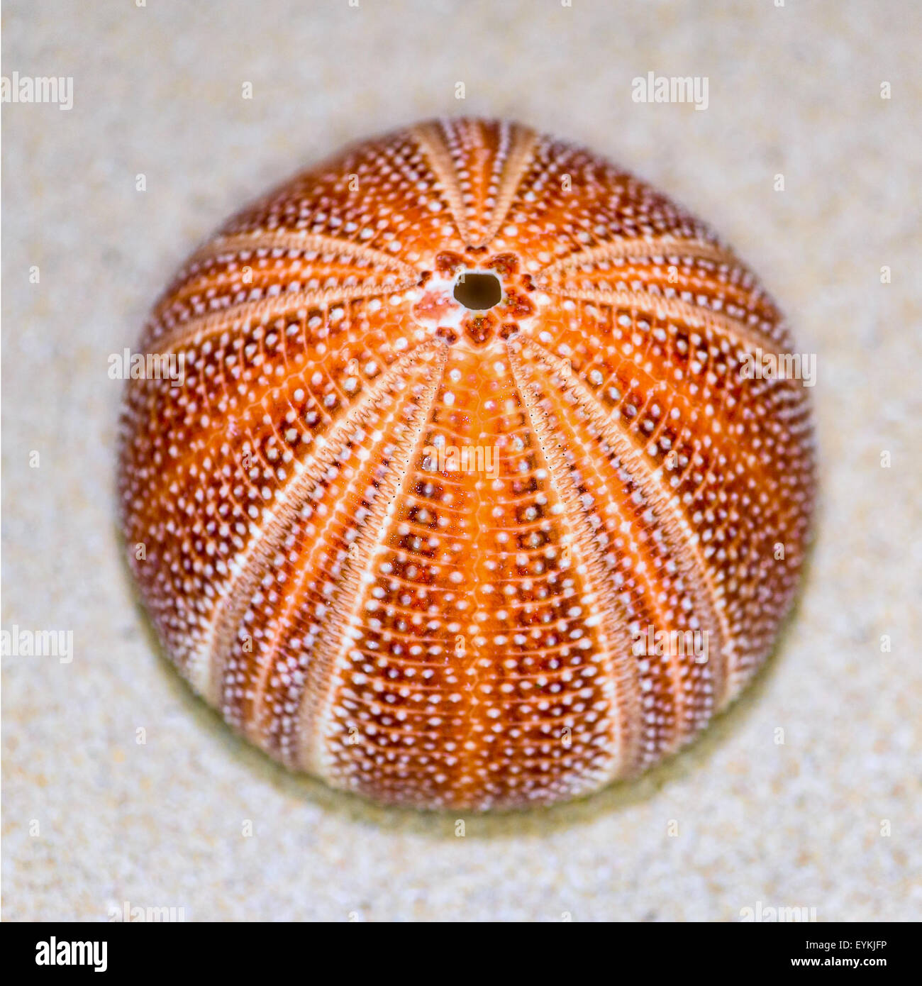 Bunte Schale der Seeigel oder Urchin ist rund und stacheligen mit Orange und rot auf sand Stockfoto