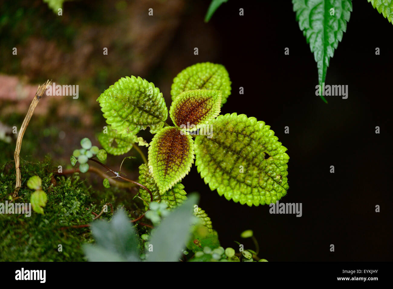 Pflanze, Rand, tropisch, Wasser Stockfoto