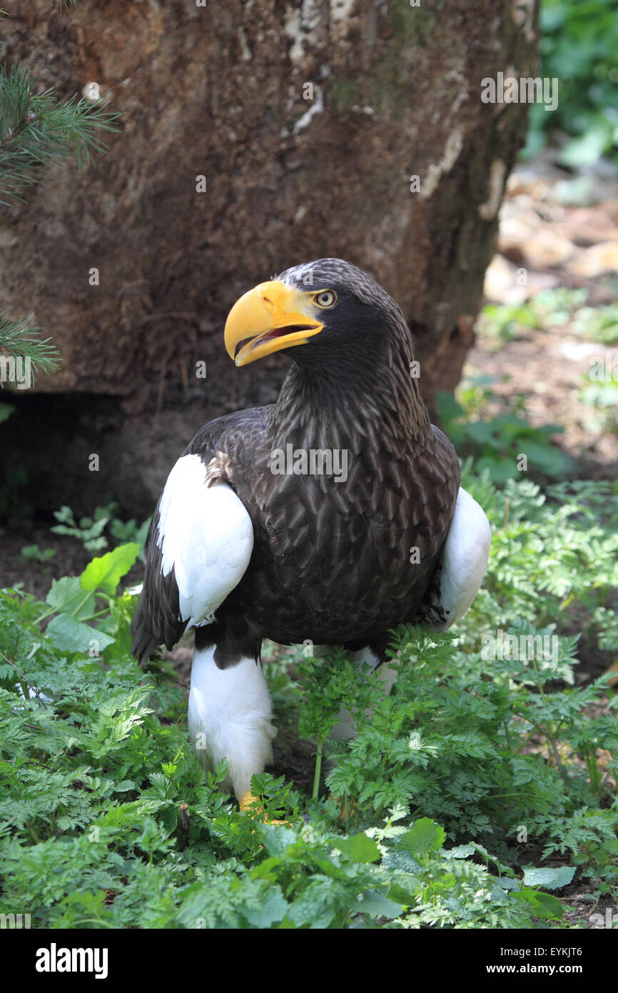 Riesigen See-Adler auf dem Boden, Stockfoto