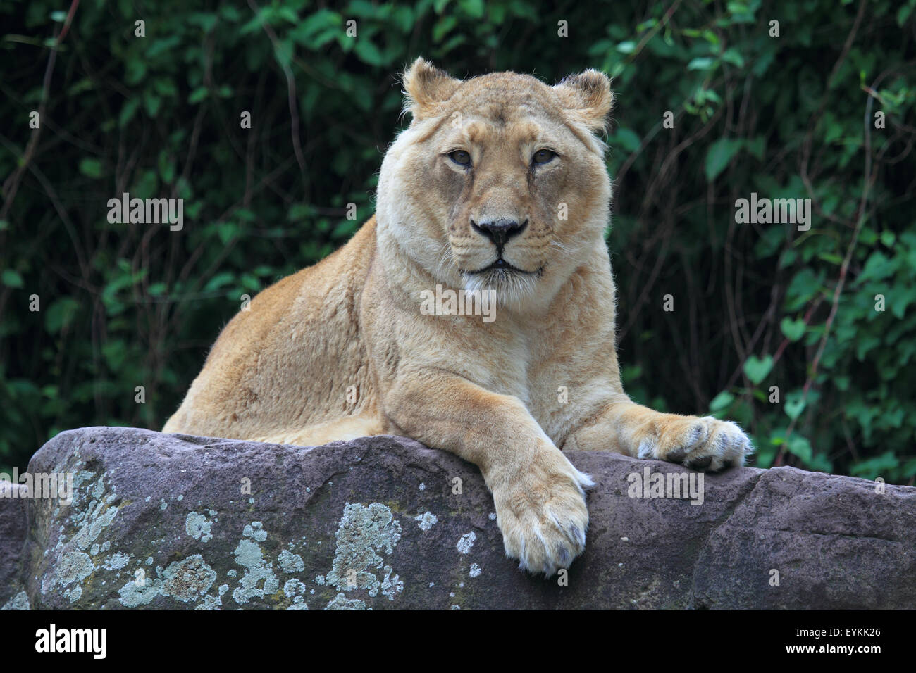 Indische Löwen liegt auf einem Felsen, Stockfoto