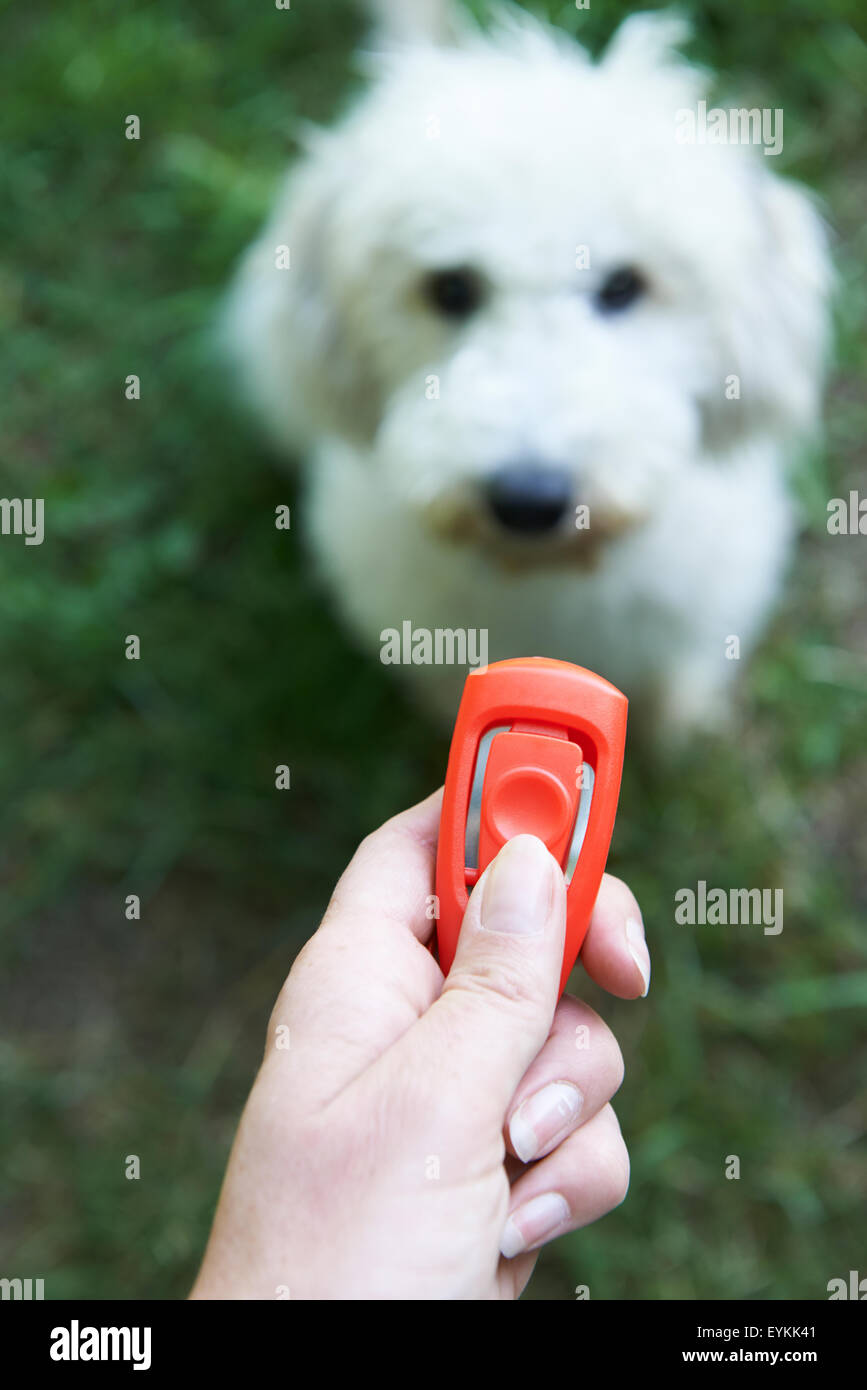 Tierbesitzer Ausbildung Hund mit Clicker Stockfoto