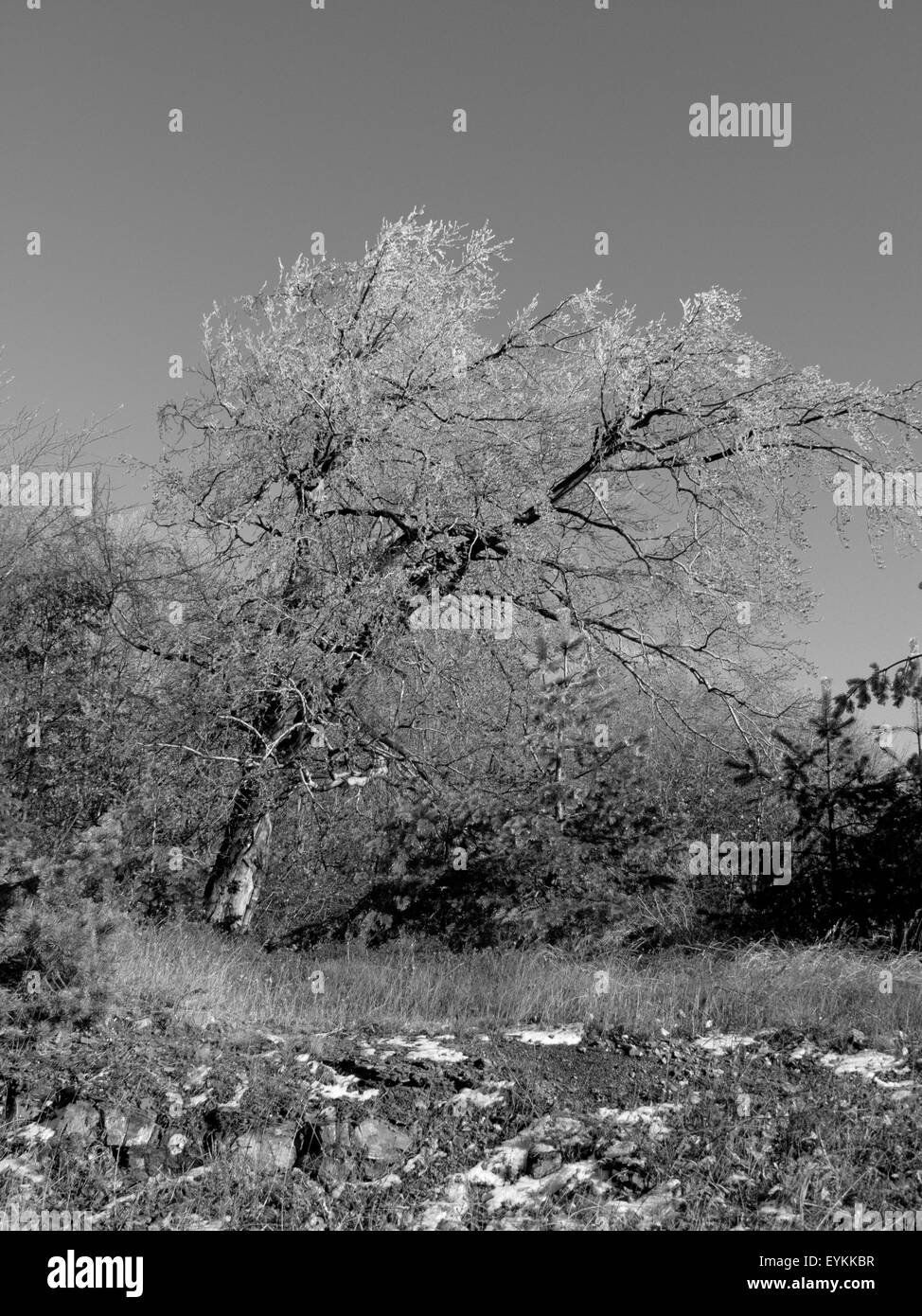 Gefrorenen Baum Stockfoto