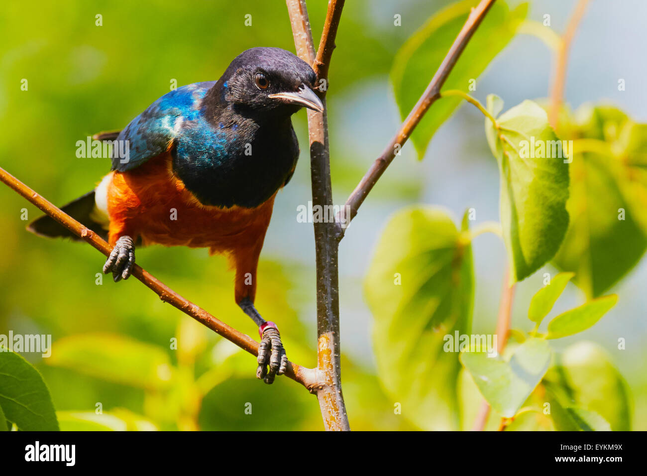 Young Superb Starling auf einem Ast vor einem grünen Hintergrund Stockfoto