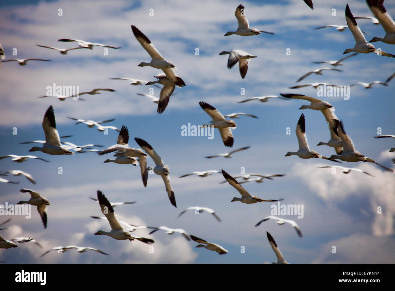 Schneegänse im Flug über ihr Winterquartier. Stockfoto