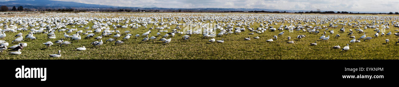 Das Wanderfeld der Schneegänse in den Skagit-Wohnungen. Stockfoto