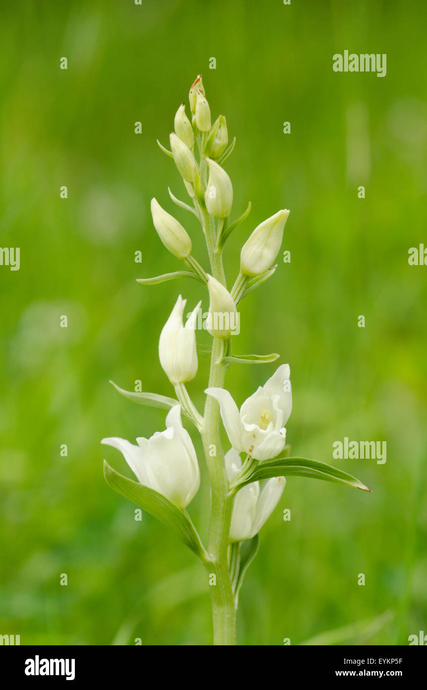 White Helleborine [Cephalanthera Damasonium]. Mai. West Sussex. Stockfoto