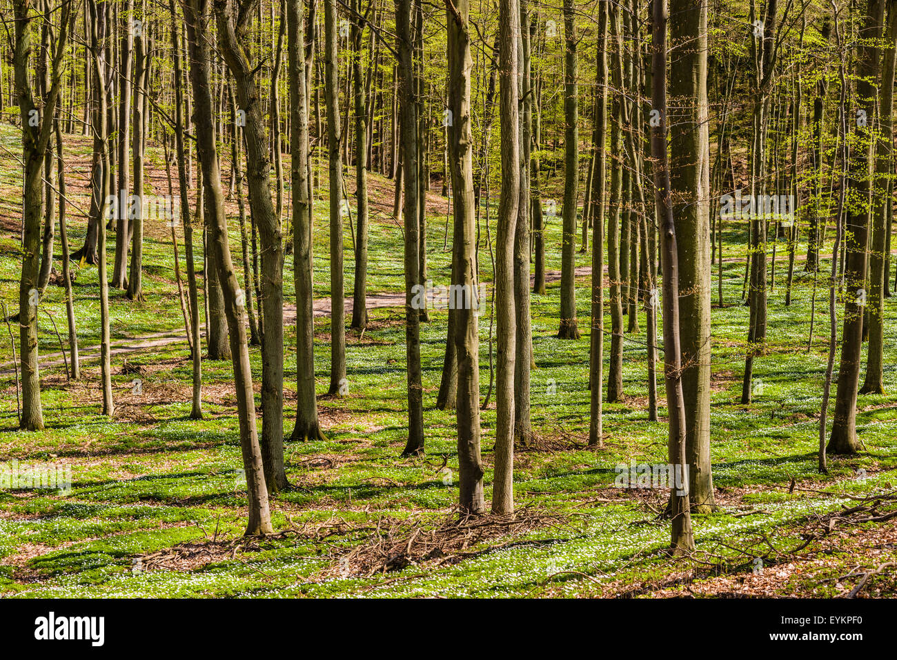 Deutschland, Mecklenburg-Vorpommern, Insel Rügen, Süd-Ost Rügen, Putbus, Bezirk weitgehend Stresow, Buchenwald mit Buschwindröschen, Stockfoto