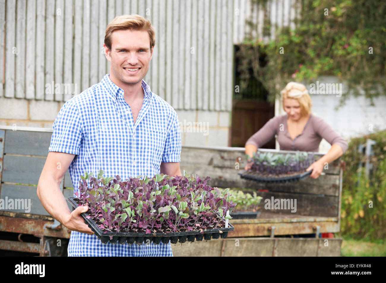 Paar Anpflanzen von Setzlingen auf Bio-Bauernhof Stockfoto