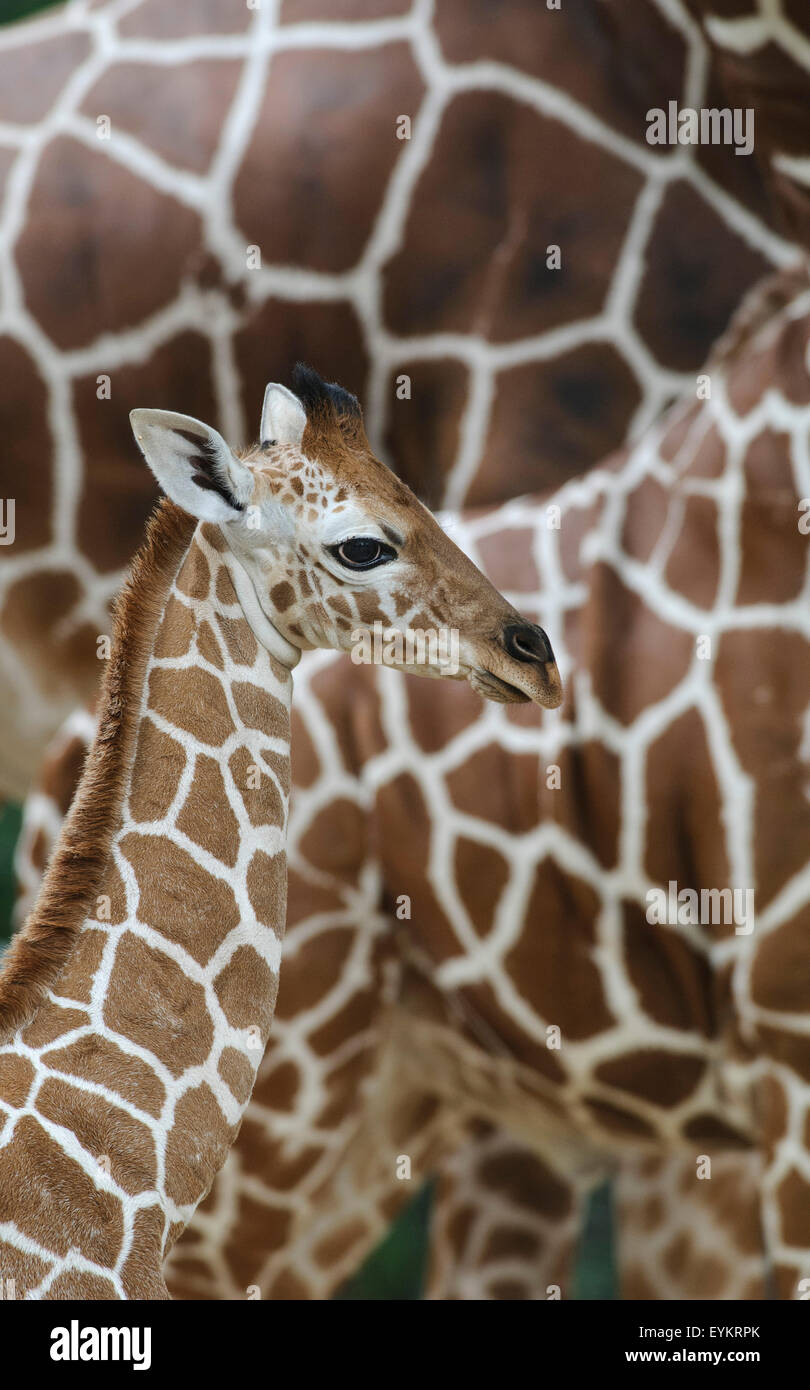 NET-Giraffe, Giraffe Giraffa Reticulata, Jungtier am Herde, close-up, Stockfoto