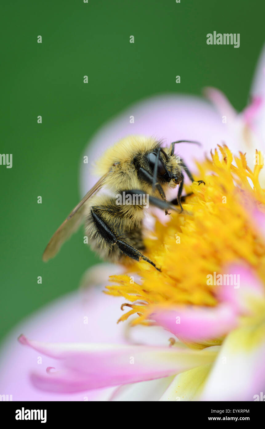 Halskrause Dahlie, Dahlia x die Hortensis "Alpen schieben Mond", mit Honigbiene, Apis Mellifera, Stockfoto