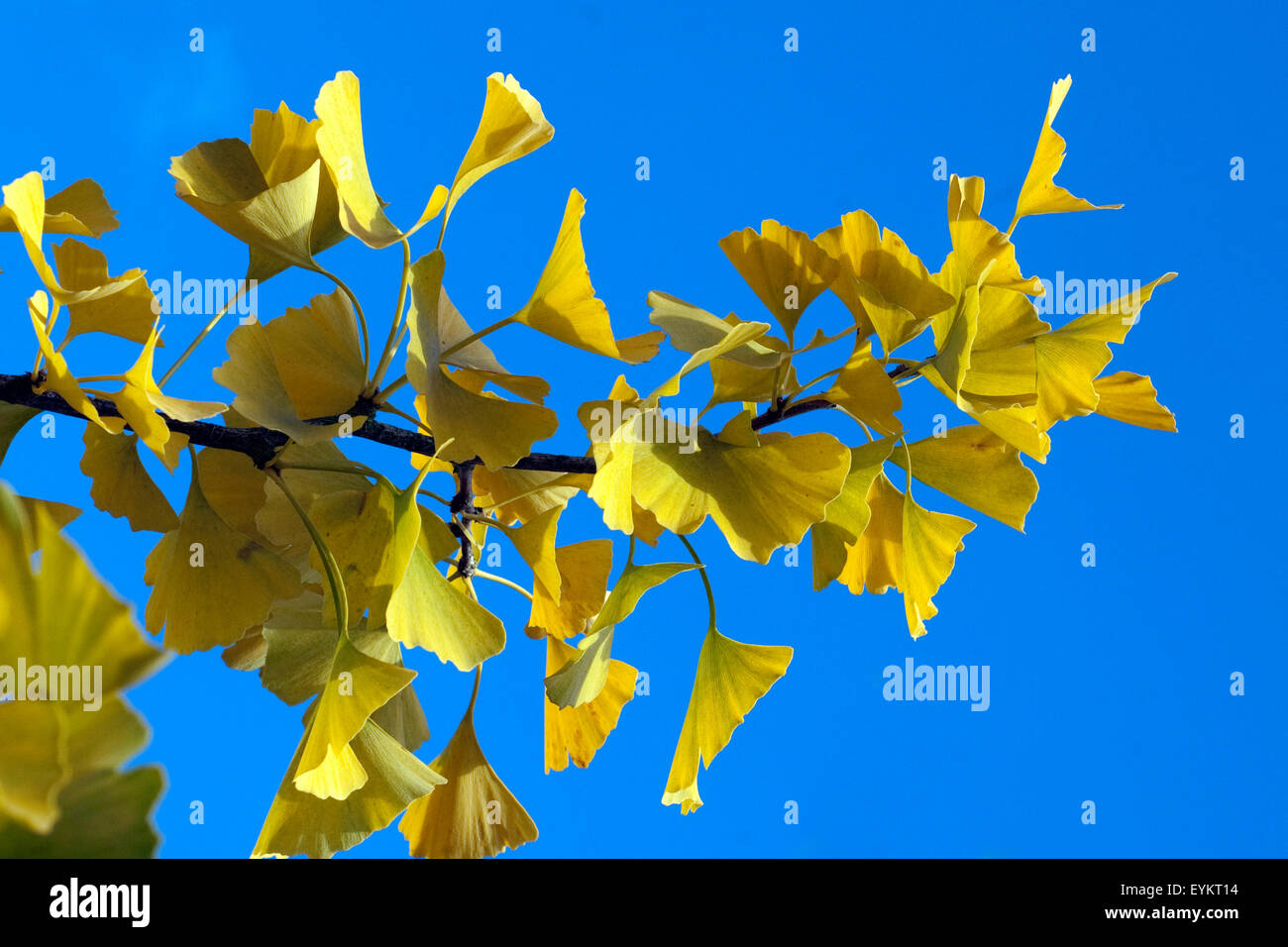 Ginkgoblaetter, Ginkgo, Biloba, Mit Herbstfaerbung, Herbst, Stockfoto