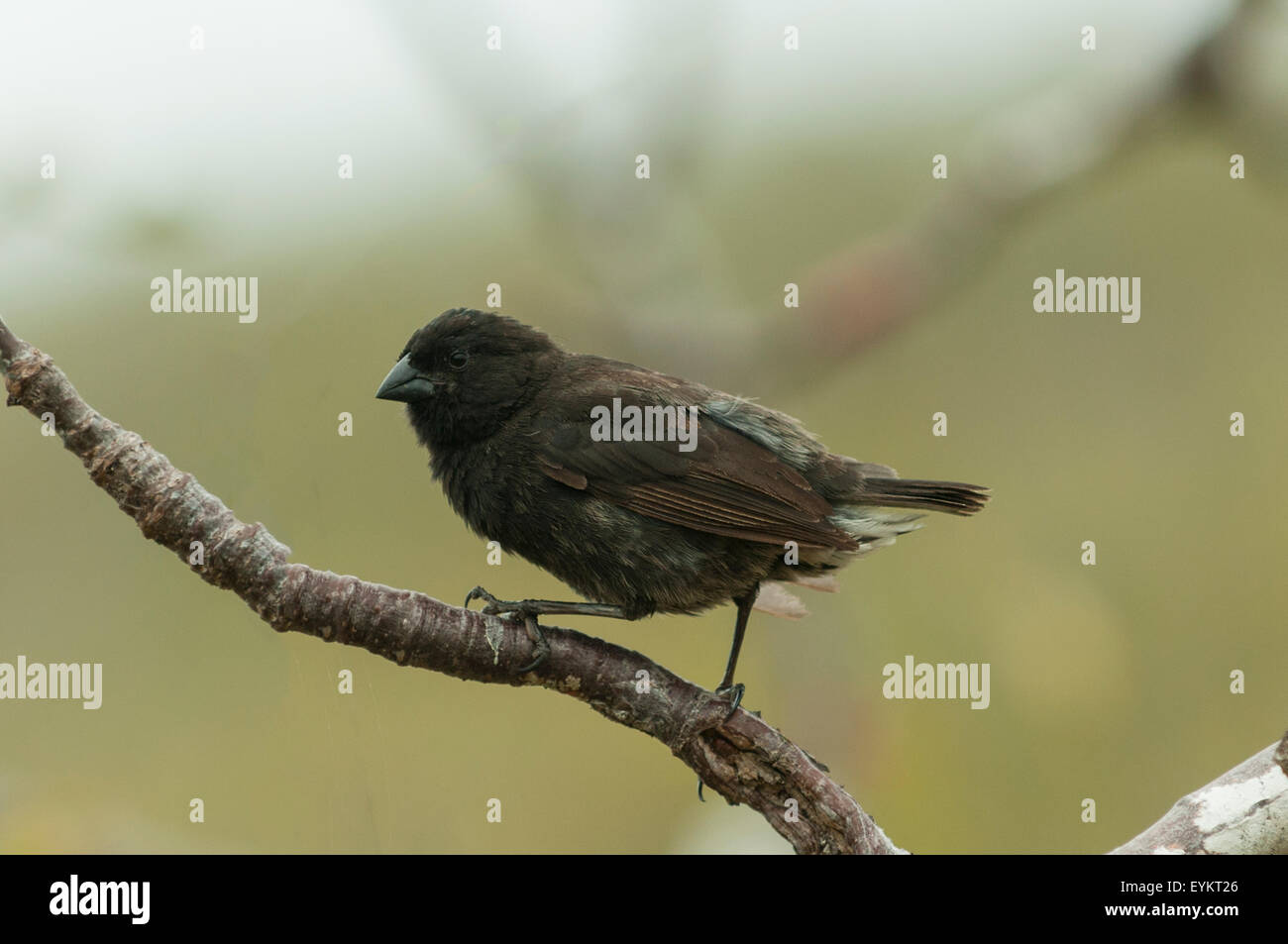 Geospiza Fortis, männliche Medium Boden Finch, Tagus Cove, Insel Isabela, Galapagos-Inseln, Ecuador Stockfoto