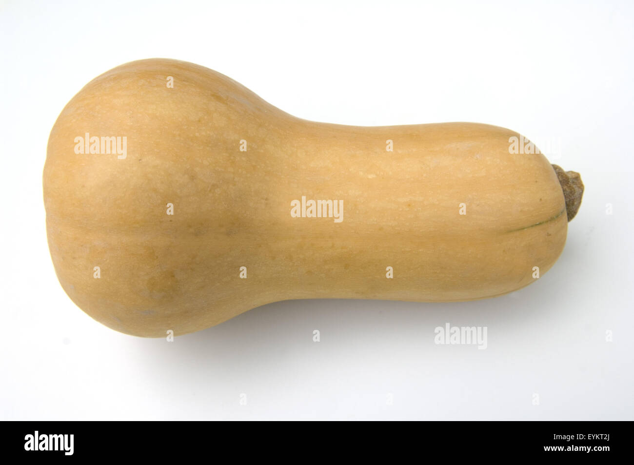 Butternut, Butternut-Kuerbis, Early Butternut F1, Early Butternut, Stockfoto