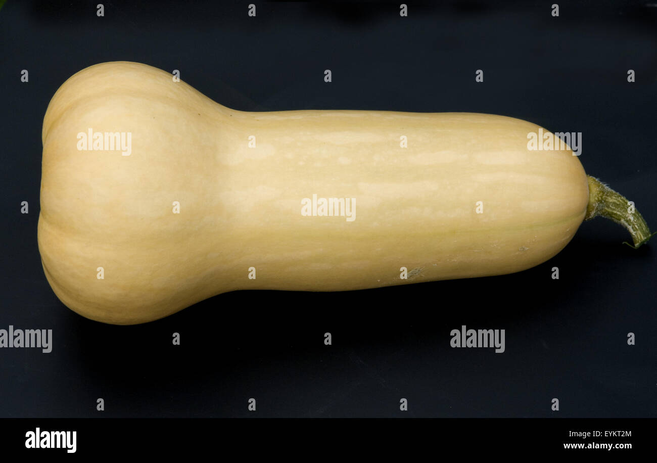 Butternut, Butternut-Kuerbis, Early Butternut F1, Early Butternut, Stockfoto