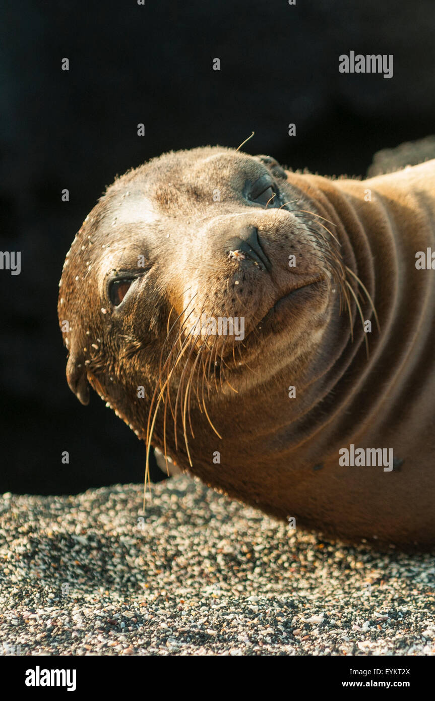 Young-Sea Lion, Fernandina Insel, Galapagos-Inseln, Ecuador Stockfoto