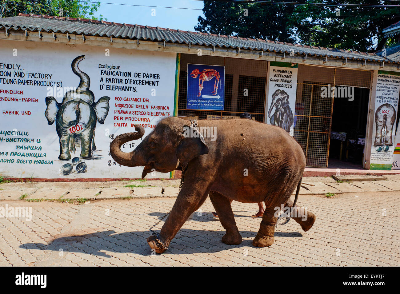 Sri Lanka, Ceylon, North Central Province, Pinnawela Elefantenwaisenhaus Stockfoto