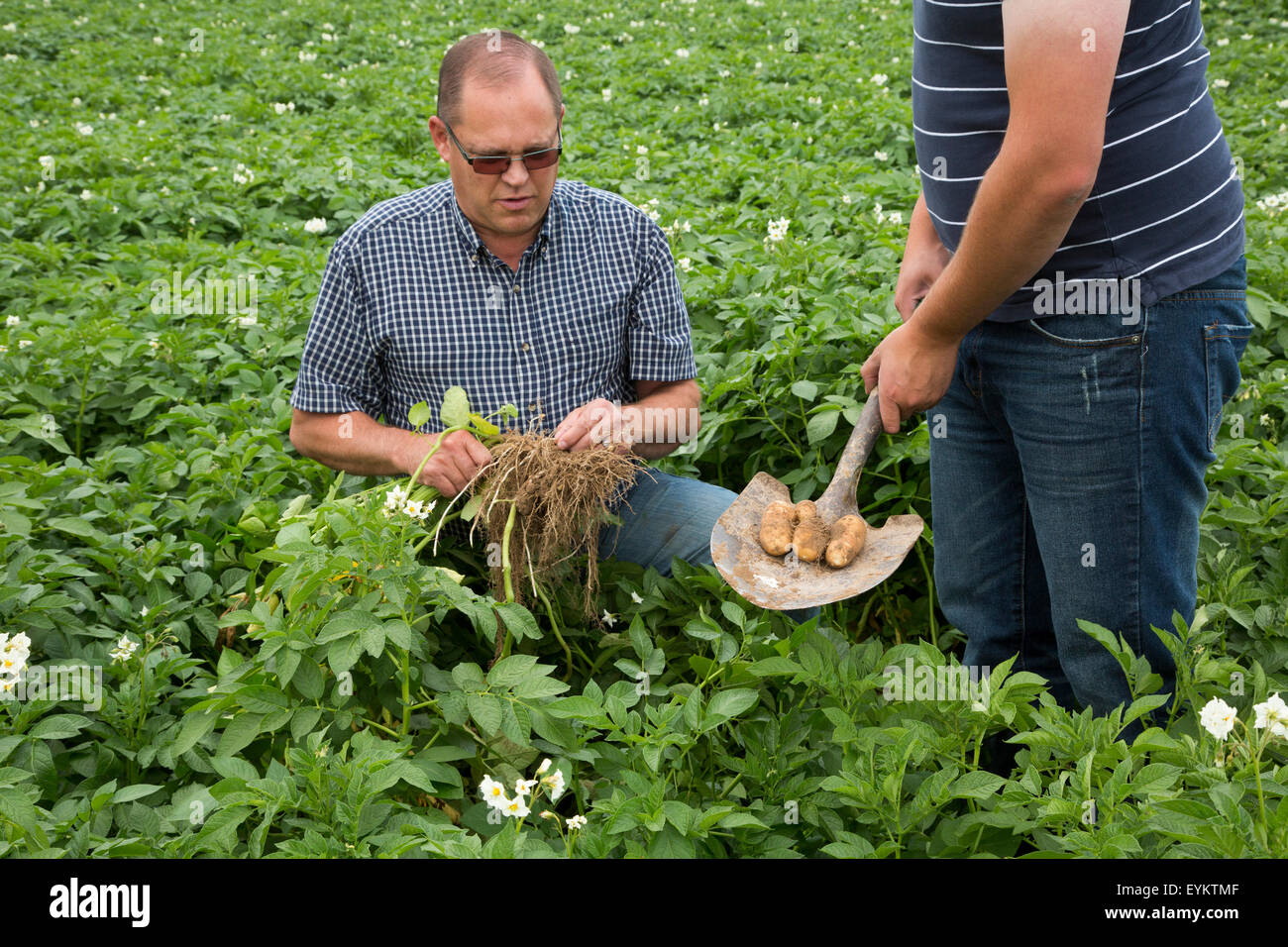 Shelley, Idaho - Kartoffel Landwirt Bryan Searle und sein Sohn, Ray, graben ein Werk, das Wachstum der Kartoffeln auf ihrer Farm zu überprüfen. Stockfoto