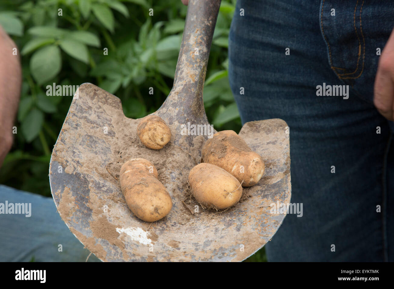 Shelley, Idaho - Kartoffeln wachsen auf einem Bauernhof in Idaho. Stockfoto
