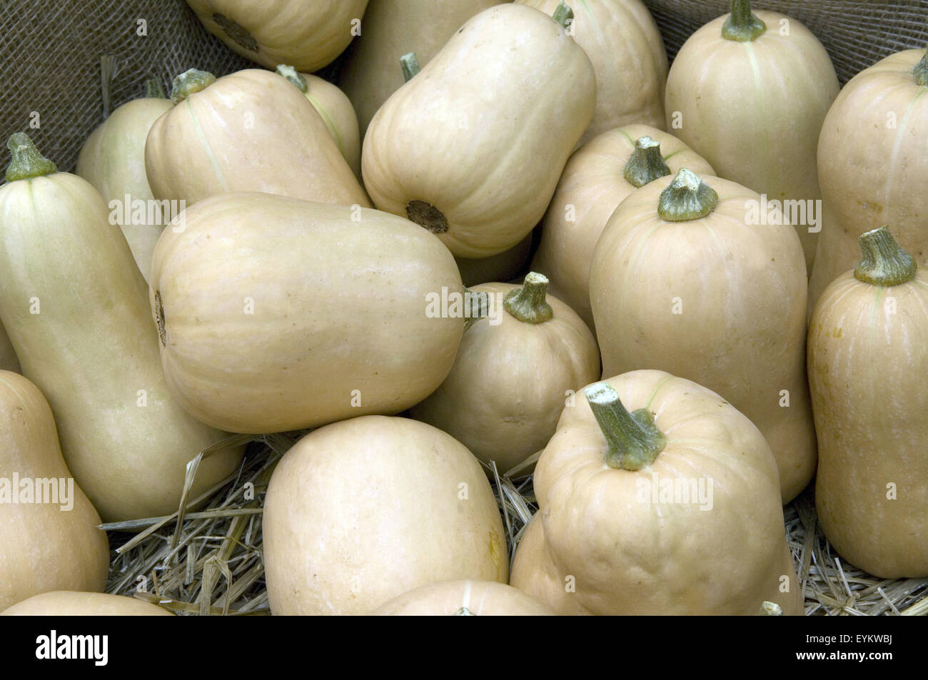 Butternut, Butternut-Kuerbis, Early Butternut F1, Early Butternut, Stockfoto
