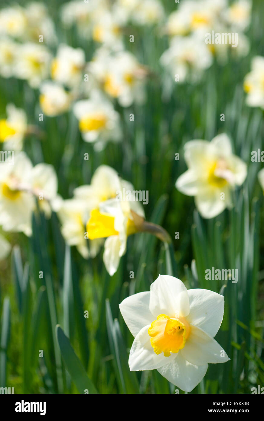 Trompete-Narzissen im Frühjahr Stockfoto