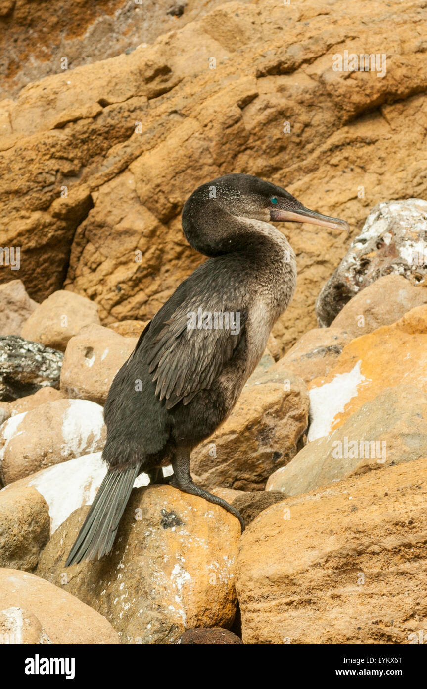 Phalacrocorax Harrisi, flugunfähige Kormorane, Isabela Island, Galapagos-Inseln, Ecuador Stockfoto