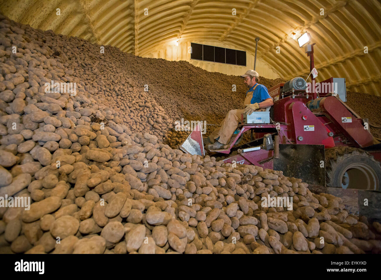 Shelley, Idaho - ein Arbeiter lädt Kartoffeln aus einer Farm Kartoffel Keller für die Lieferung an eine Kartoffel Verpackung Pflanze. Stockfoto