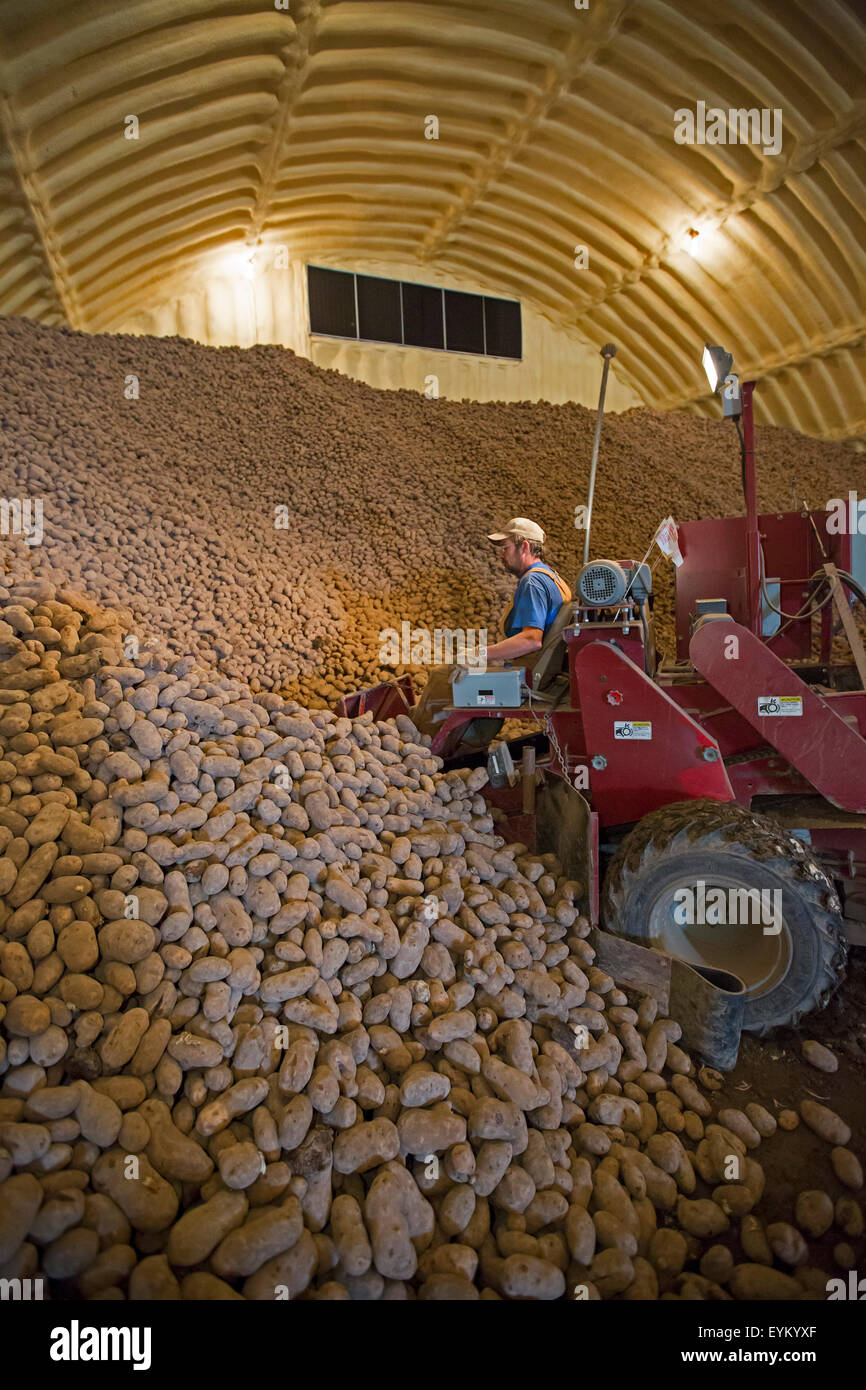 Shelley, Idaho - ein Arbeiter lädt Kartoffeln aus einer Farm Kartoffel Keller für die Lieferung an eine Kartoffel Verpackung Pflanze. Stockfoto