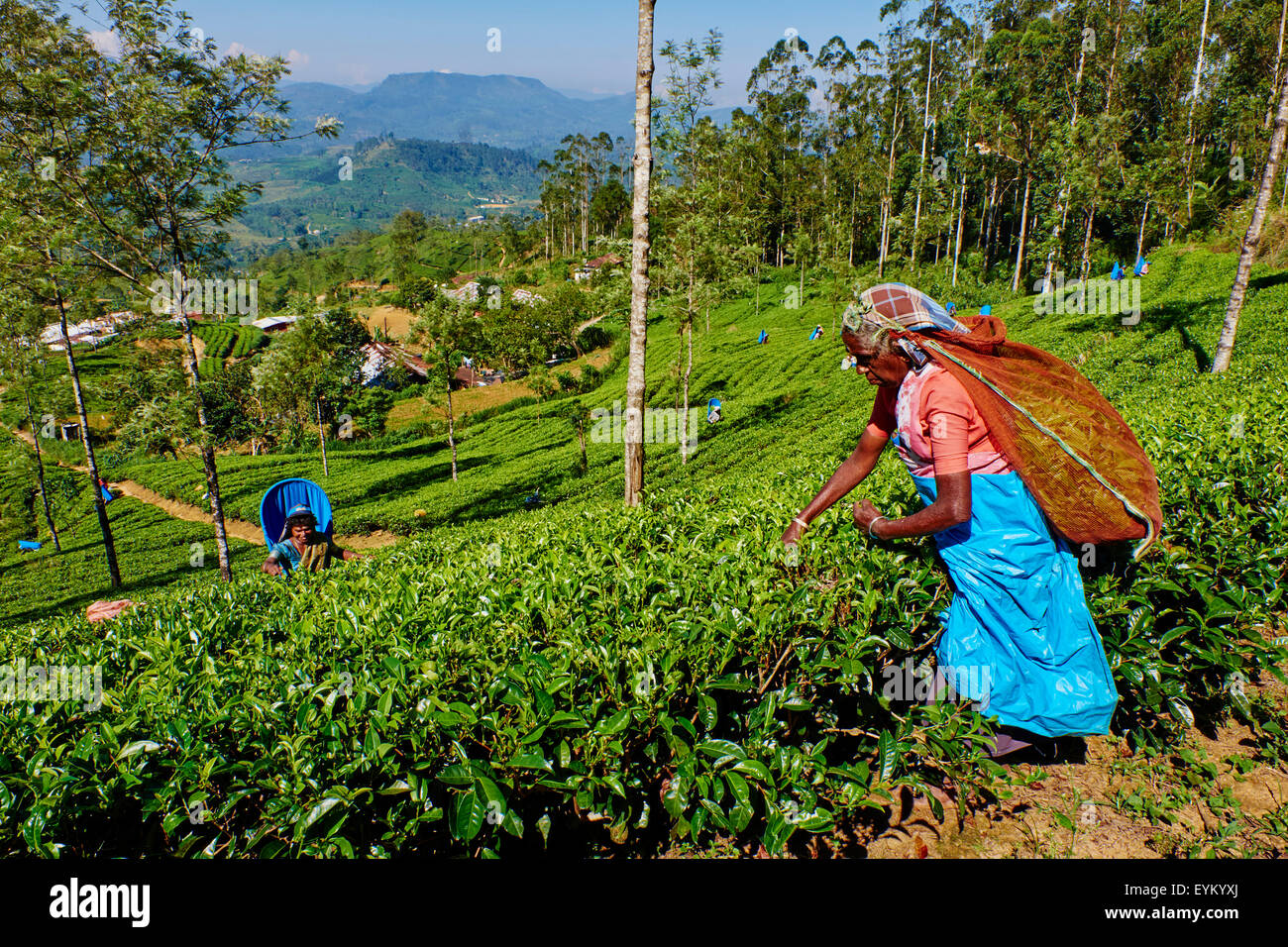 Sri Lanka, Ceylon, zentrale Provinz, Nuwara Eliya Teeplantagen im Hochland, tamilischen Frauen Teepflückerinnen Stockfoto