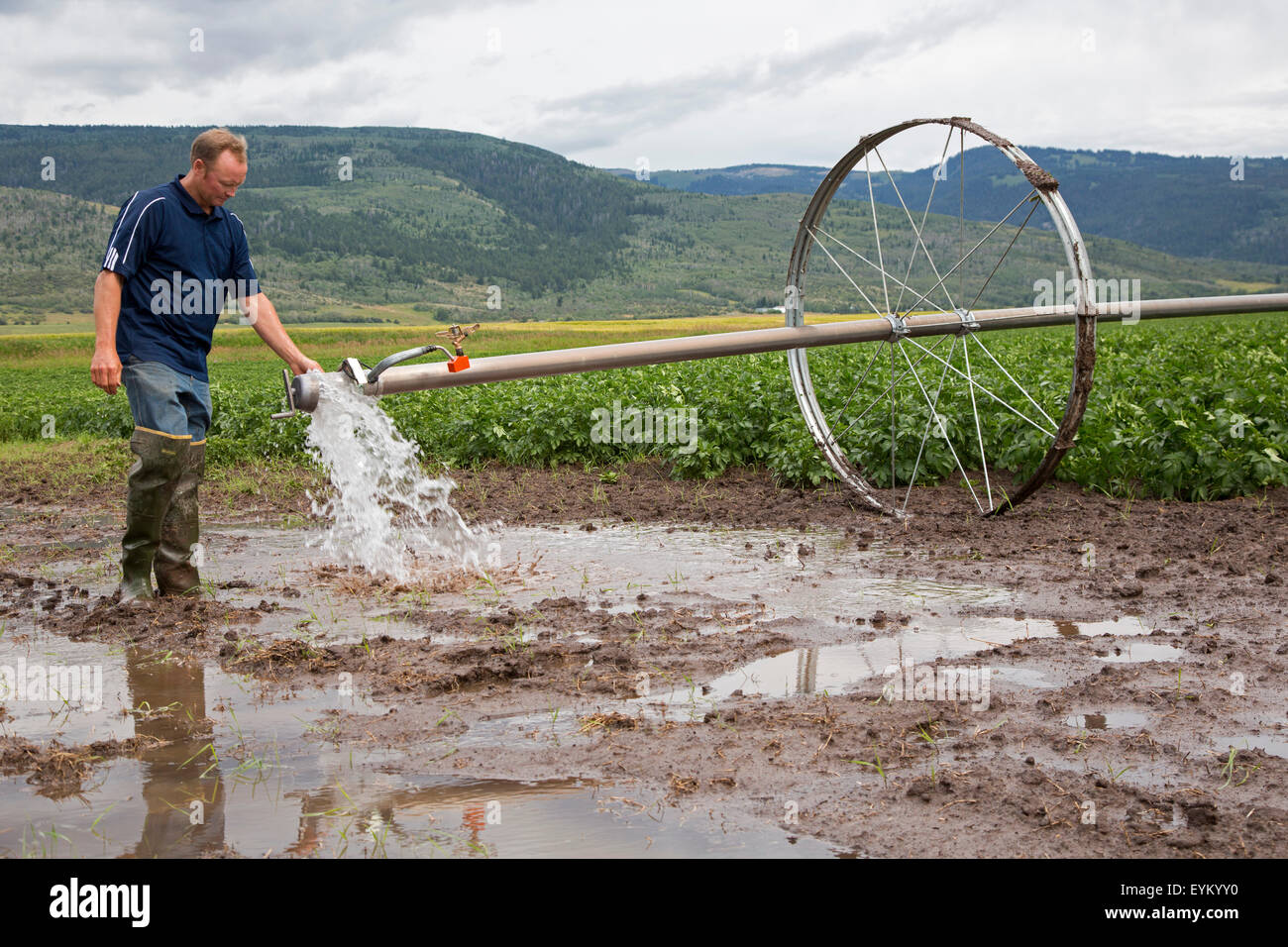 Driggs, Idaho - Wyatt Penfold passt Beregnungs-und Bewässerungstechnik auf seiner Farm, wo er Pflanzkartoffeln wächst. Stockfoto