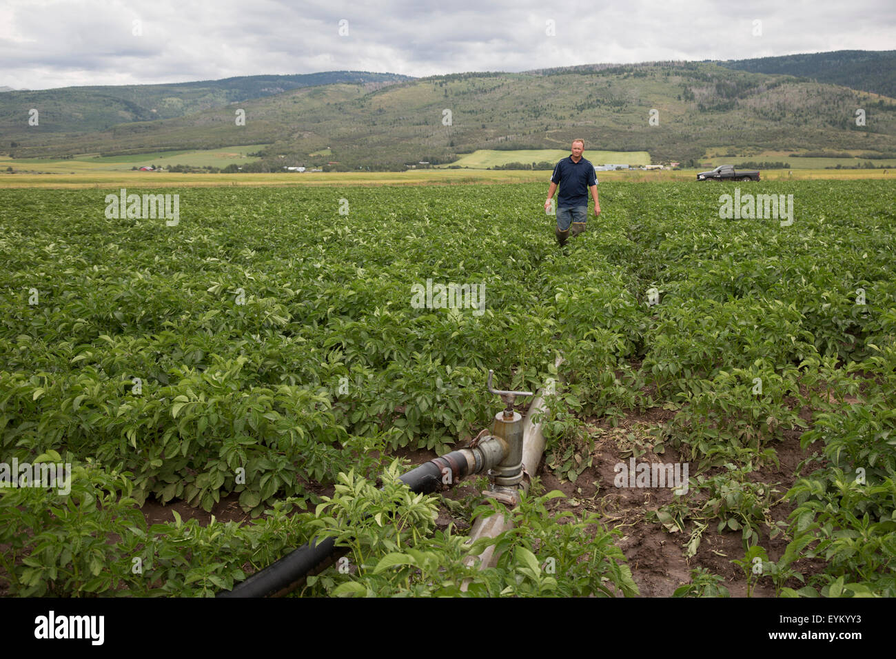 Driggs, Idaho - Wyatt Penfold bereitet Beregnungs-und Bewässerungstechnik auf seinem Hof, wo er Pflanzkartoffeln wächst anpassen. Stockfoto