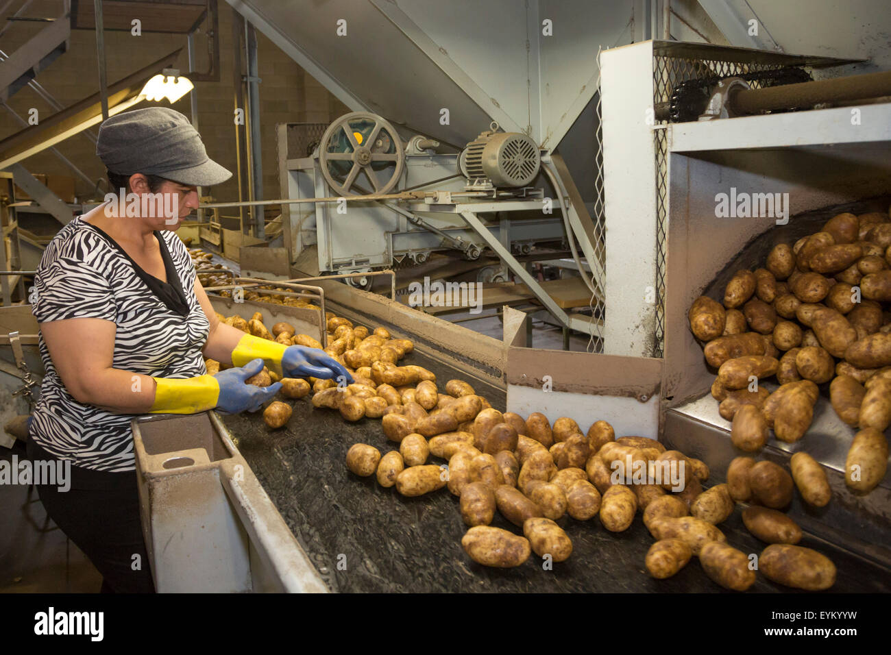 Shelley, Idaho - Mitarbeiter sortieren und Paket Idaho Kartoffeln bei der GPOD Verarbeitung zu Pflanzen. Stockfoto